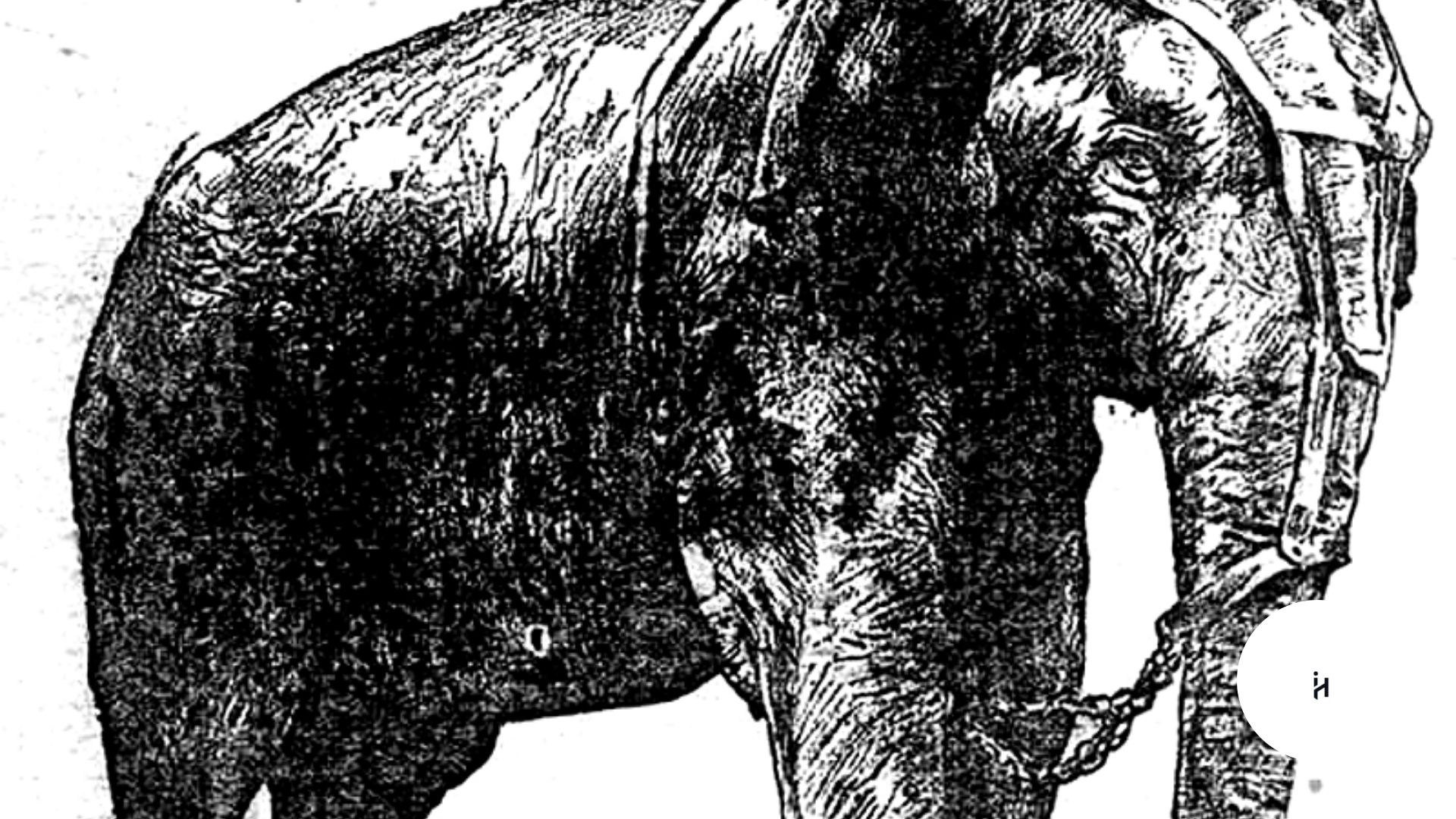 Elephant Edison