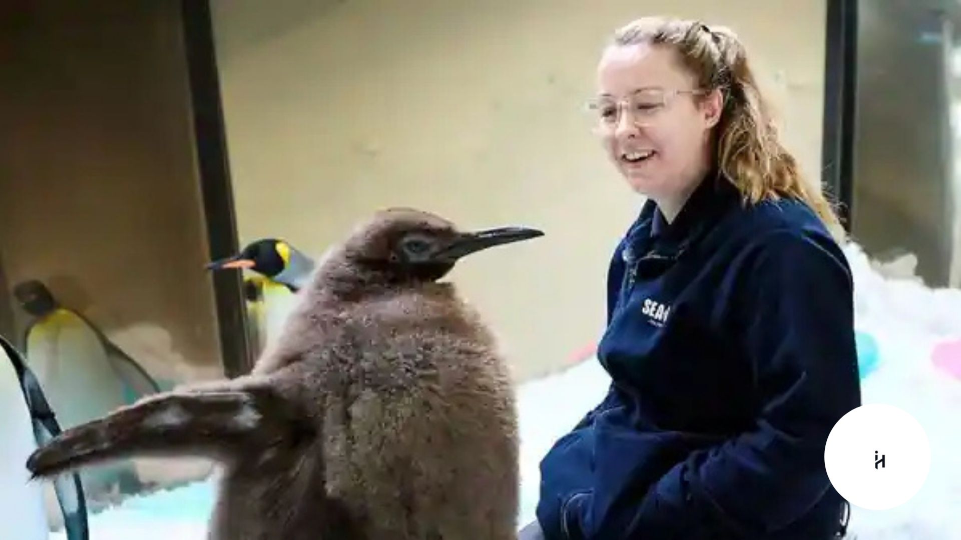 Pesto the Penguin