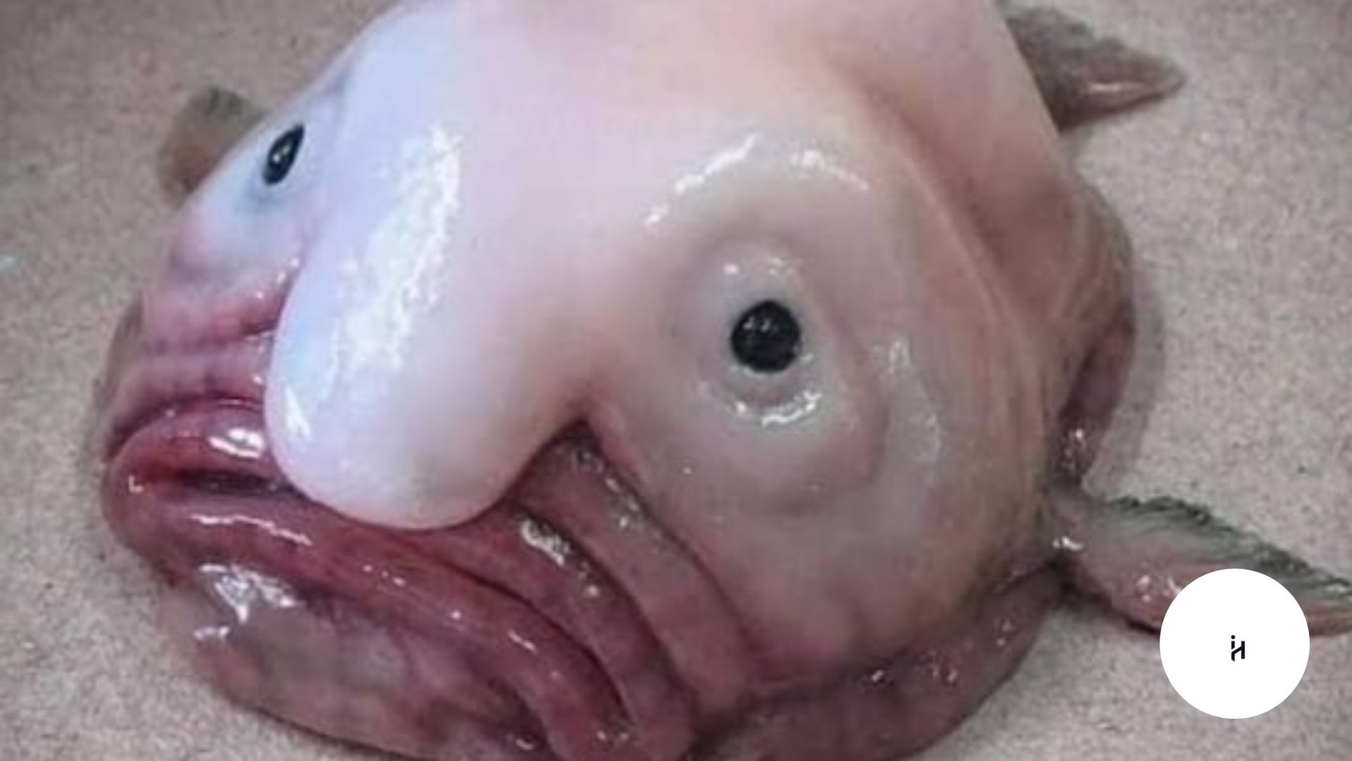 Blobfish