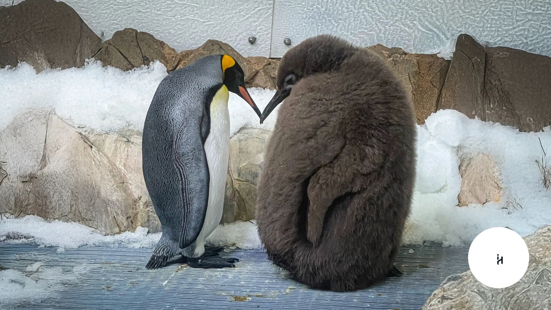 Pesto the Penguin