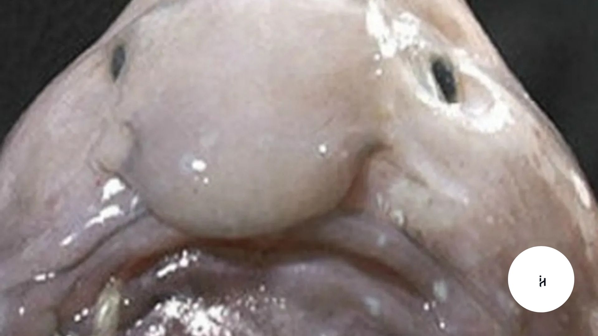 Blobfish