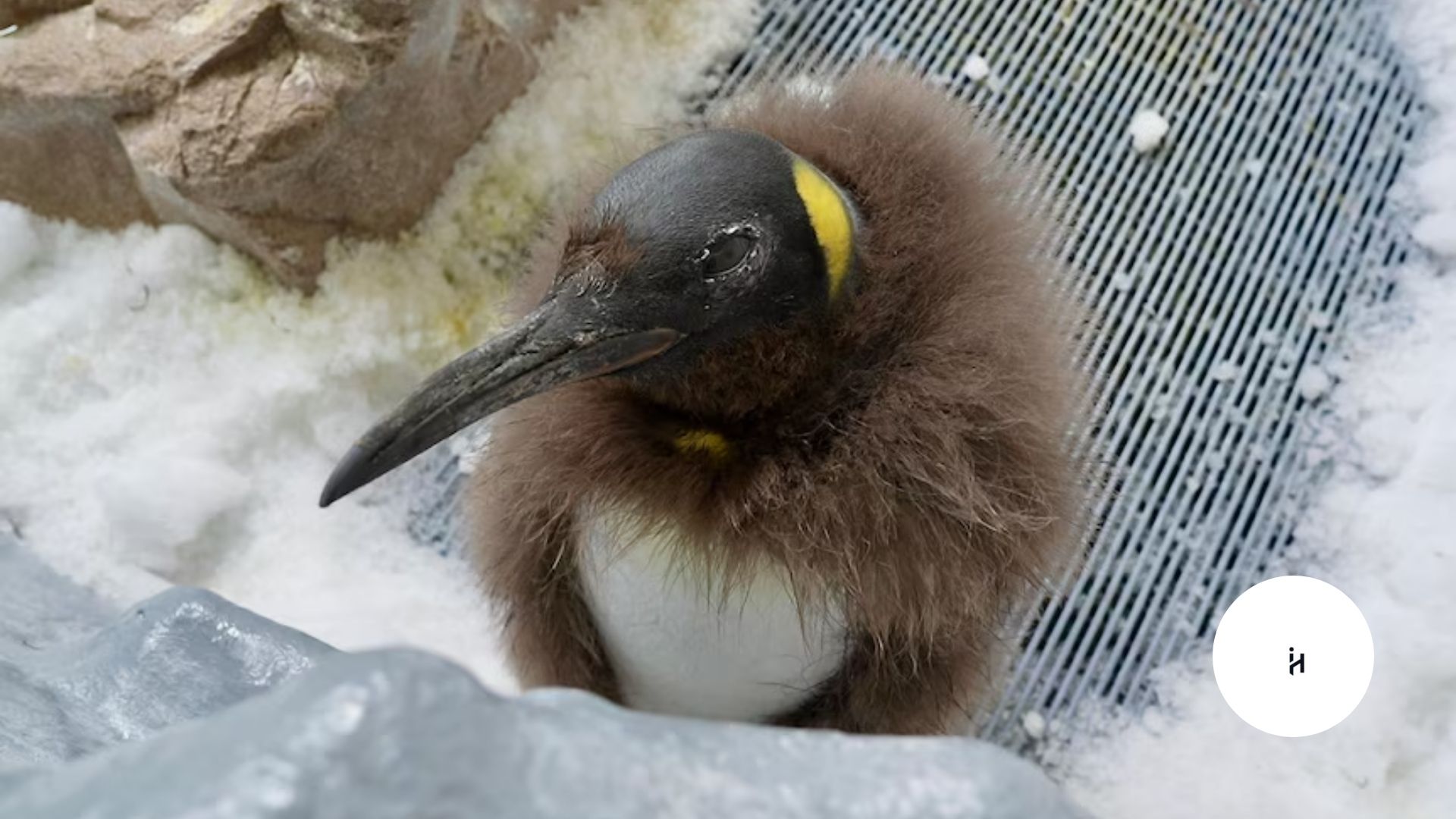 Pesto the Penguin