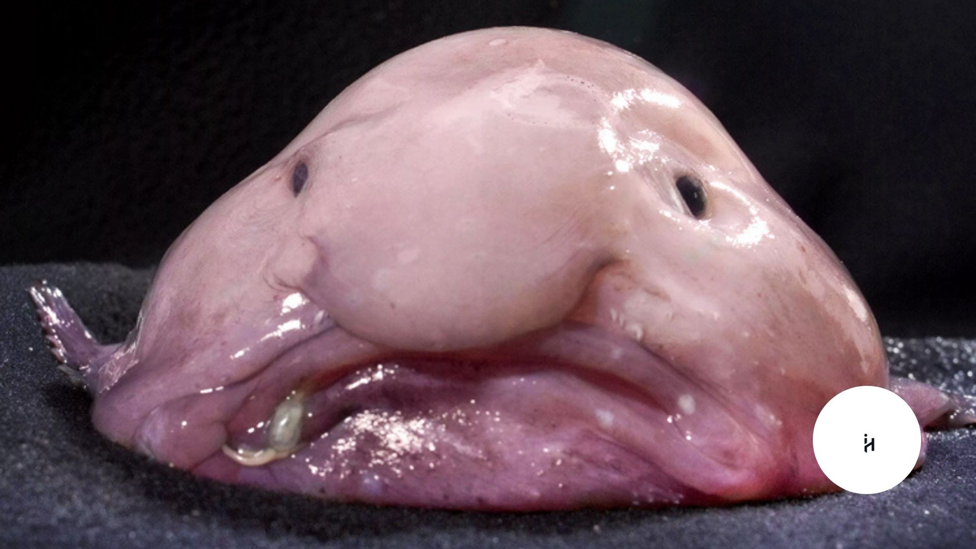 Blobfish