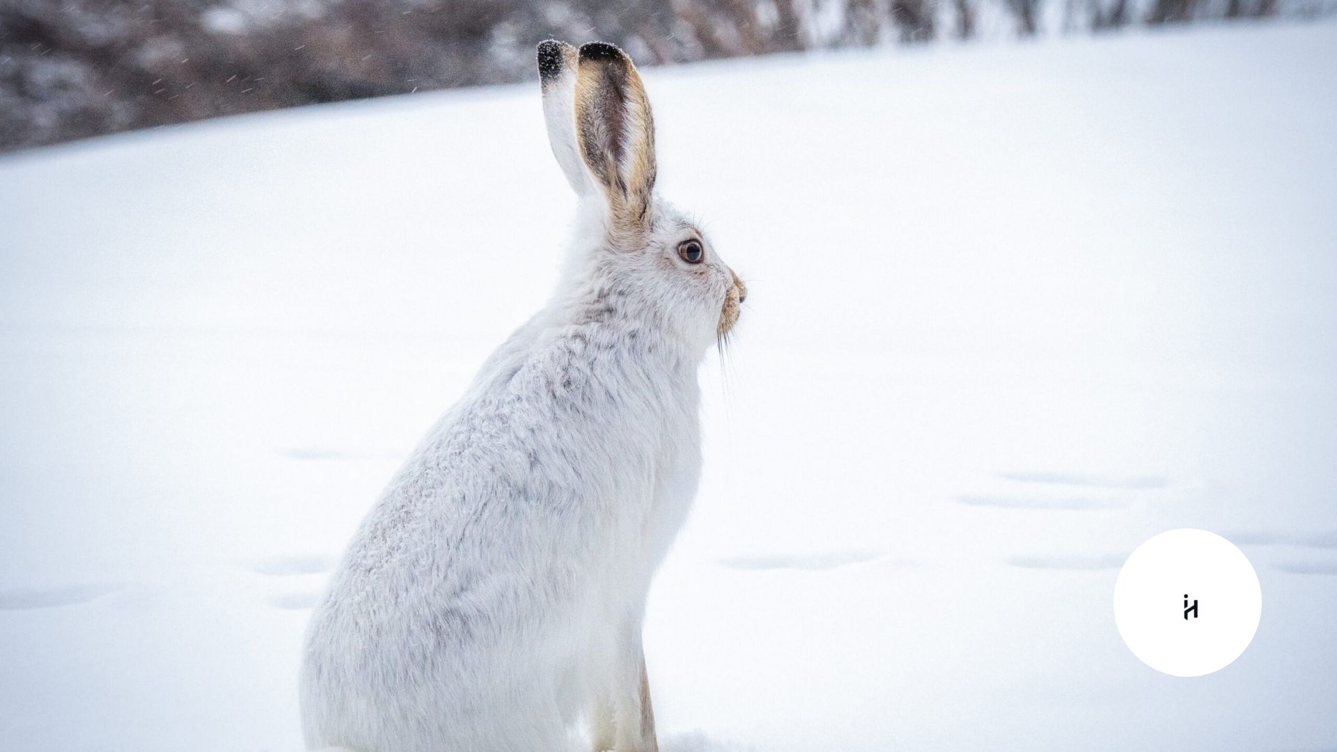 Snow Bunny Definition