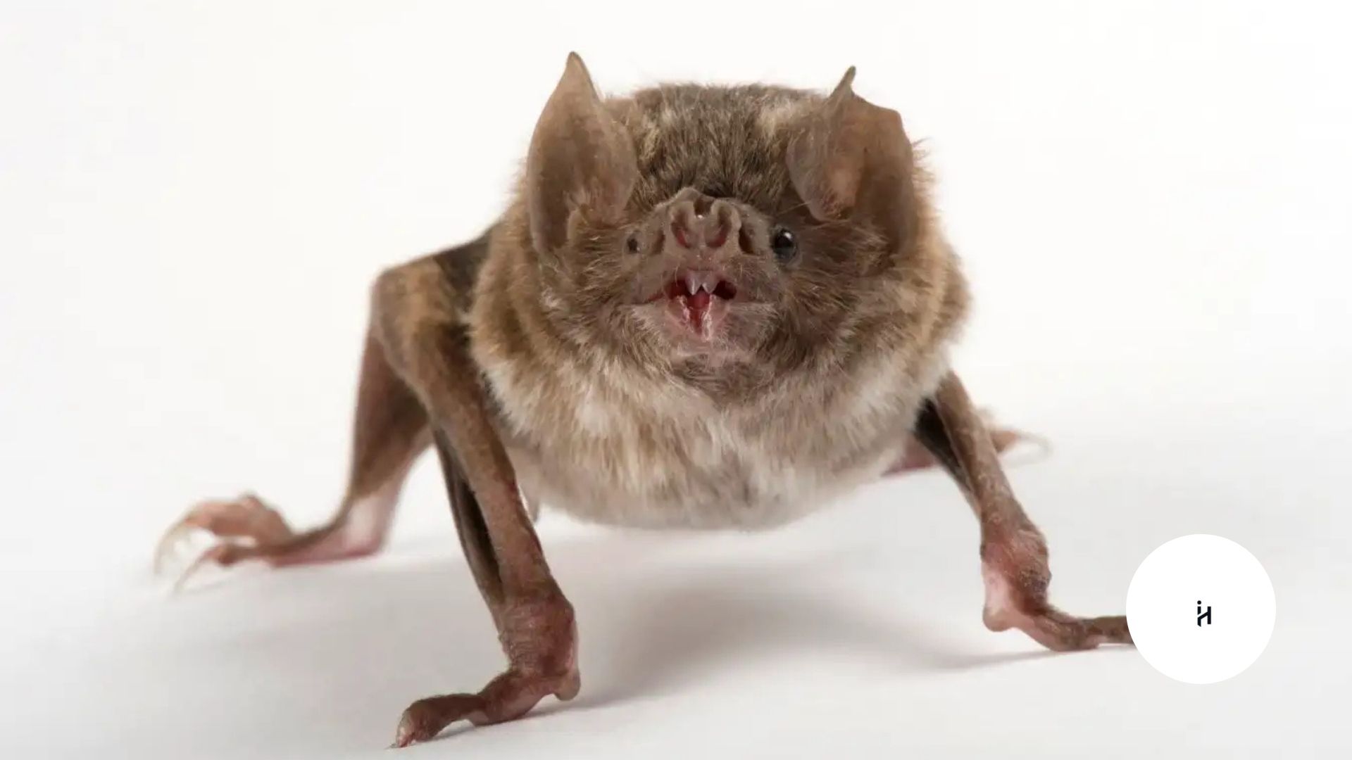 Alien Space Bats
