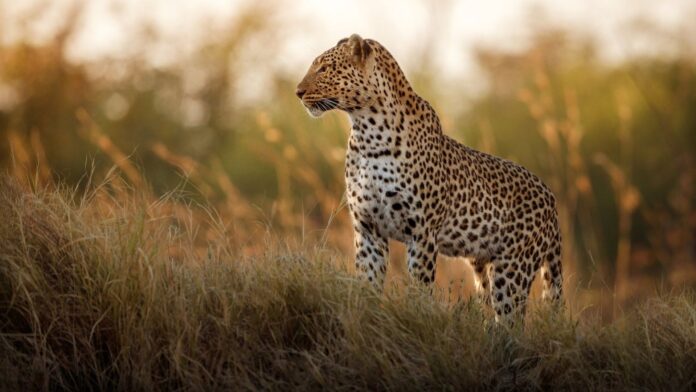 Kruger National Park