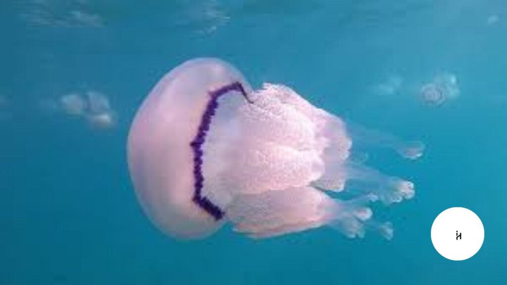 What is Sea Lung