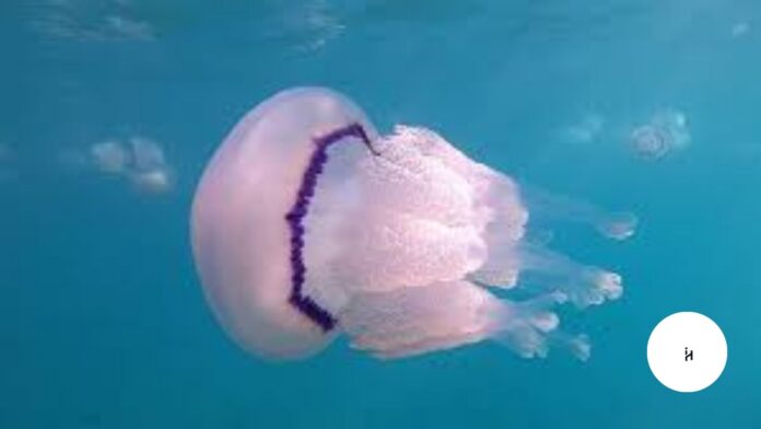 What is Sea Lung What is Sea Lung