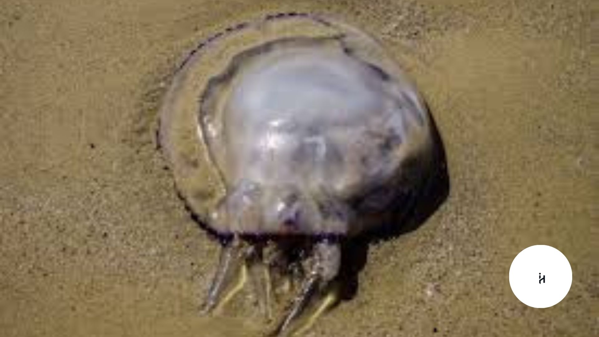 What is Sea Lung