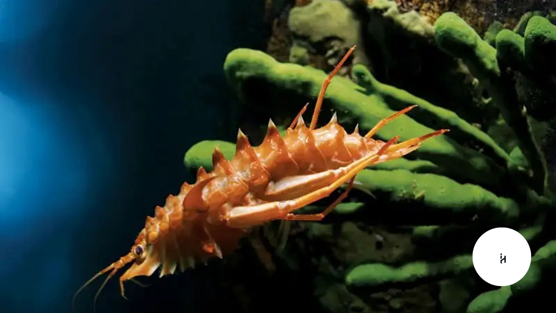 Lake Baikal Monster