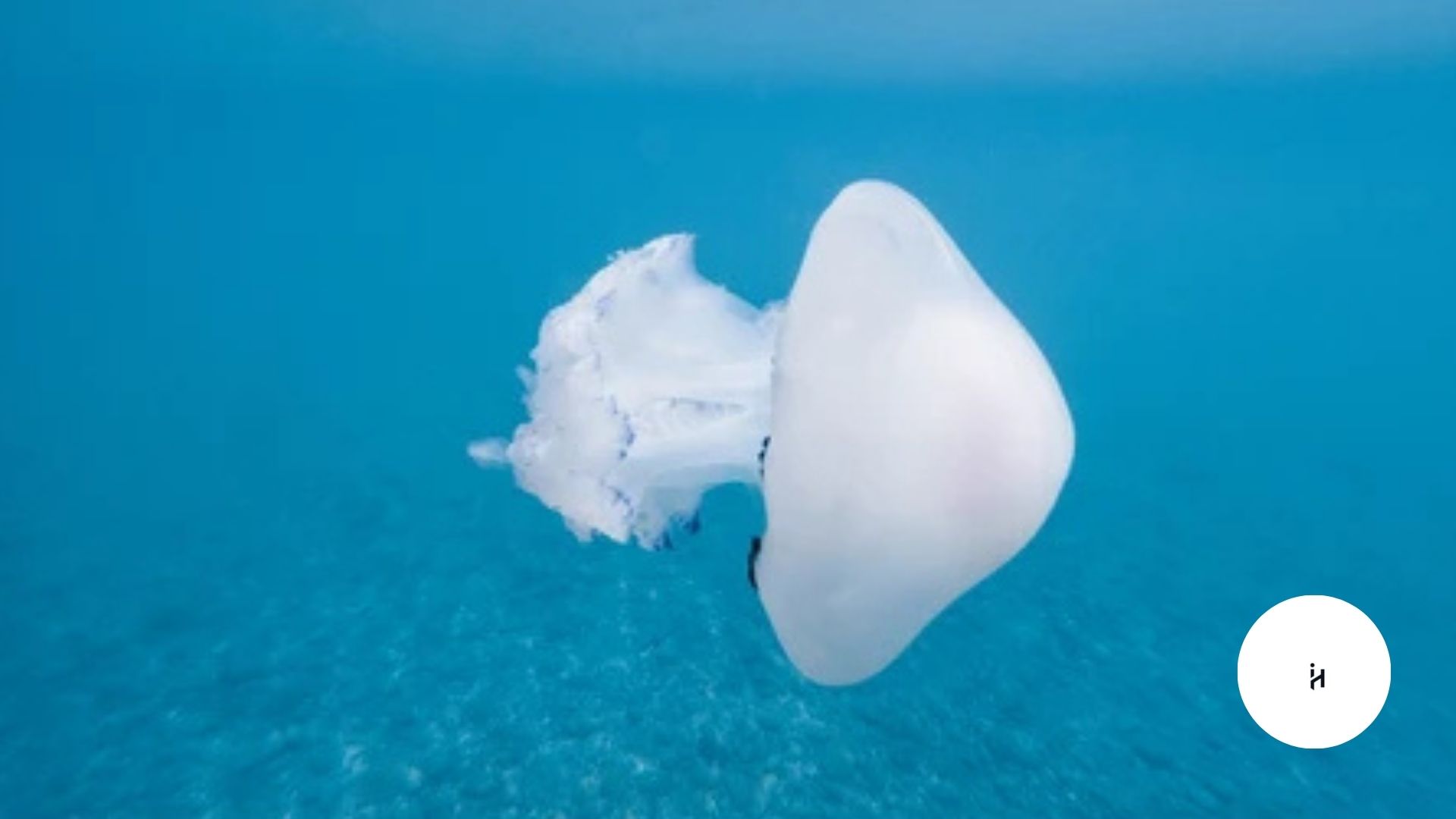 What is Sea Lung