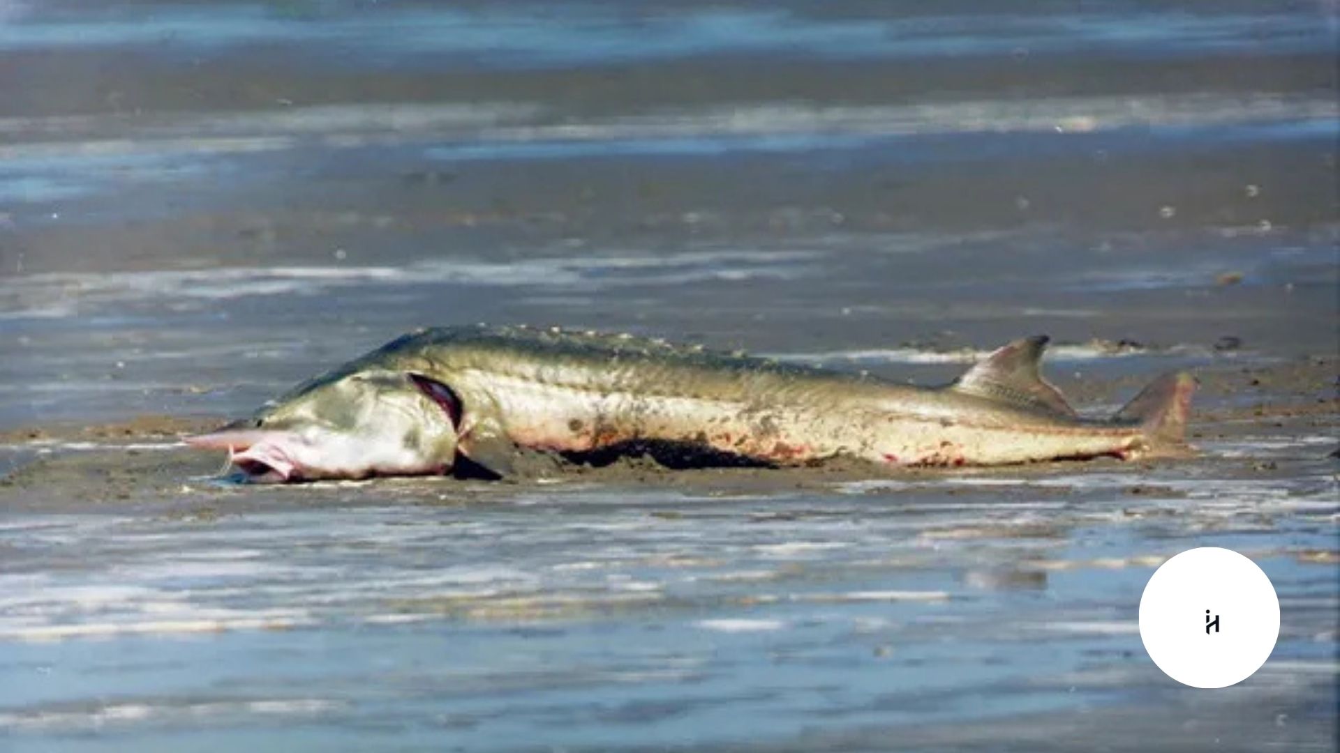 Lake Baikal Monster