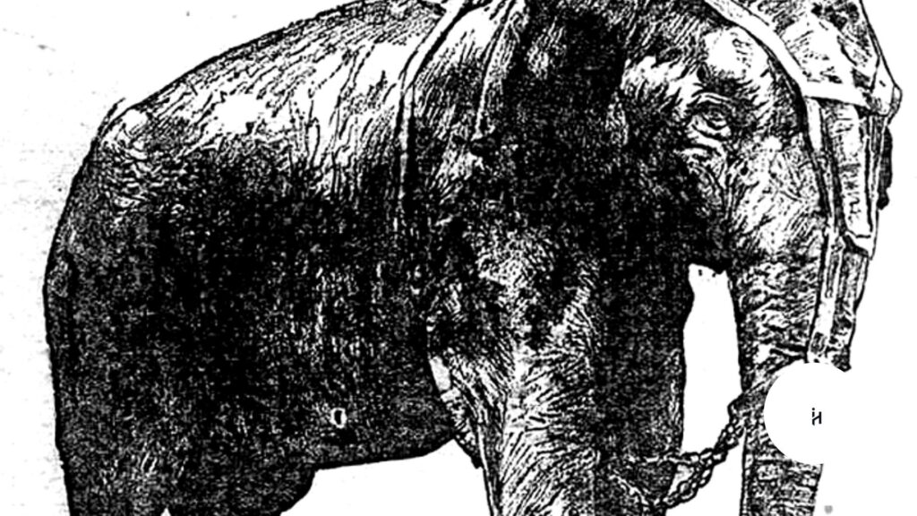 Elephant Edison