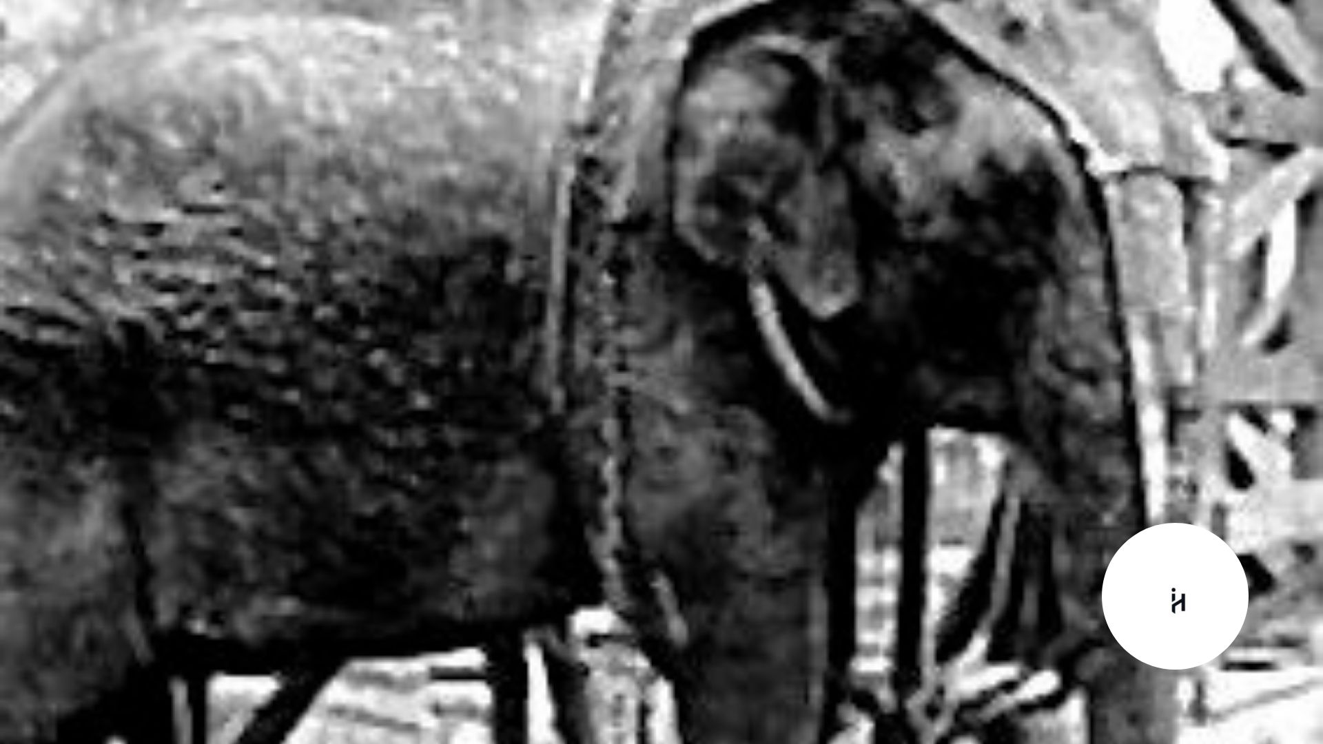 Elephant Edison