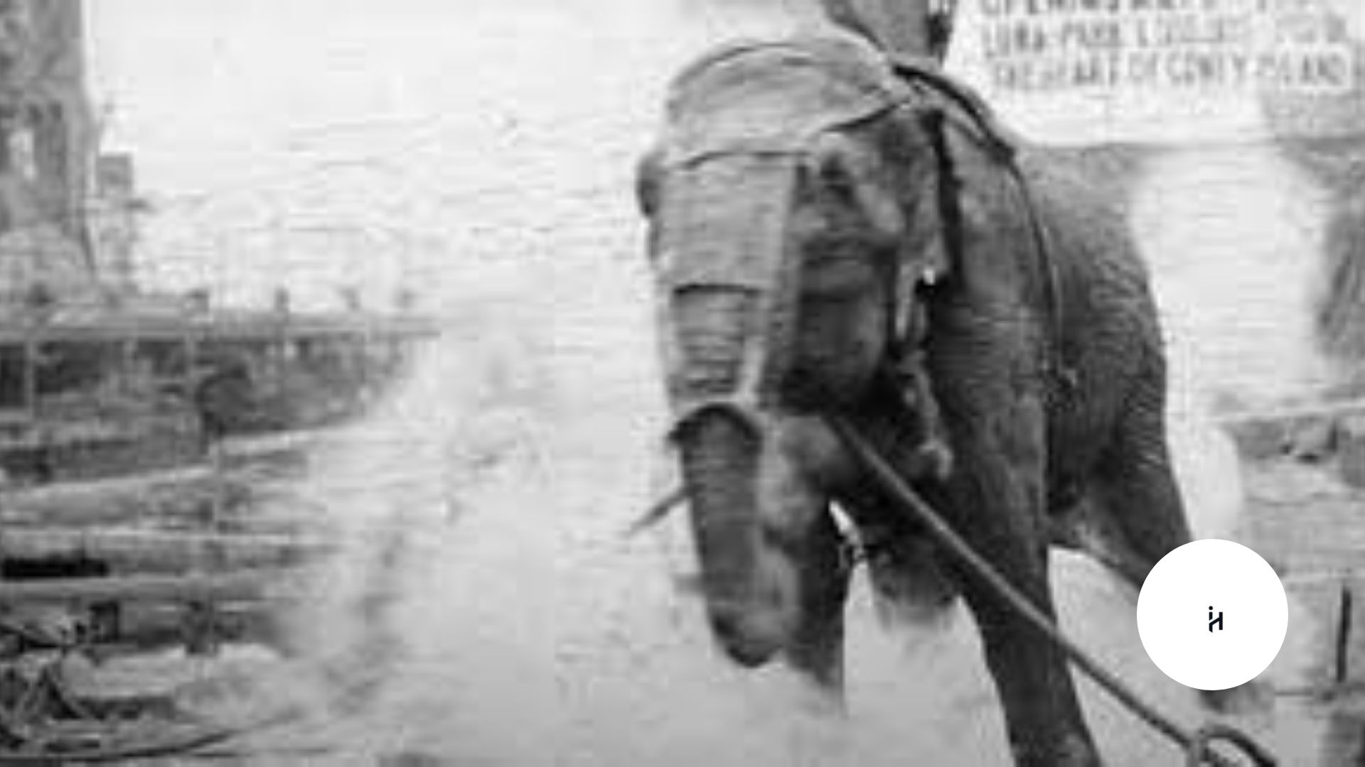 Elephant Edison