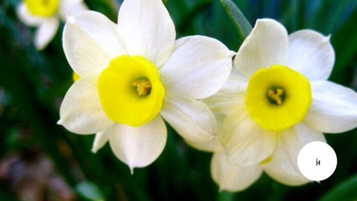 Narcissus