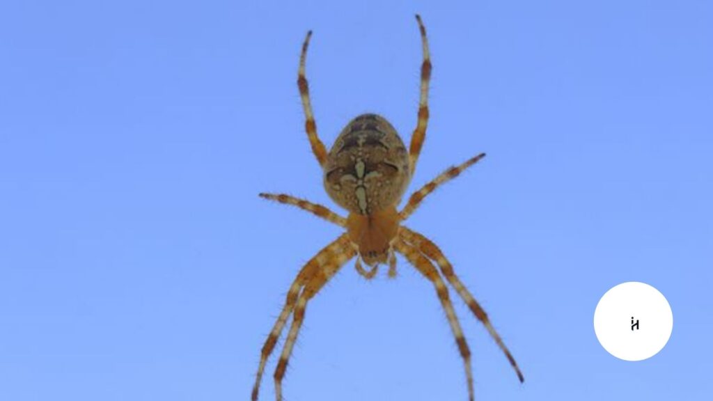 Spider Rain