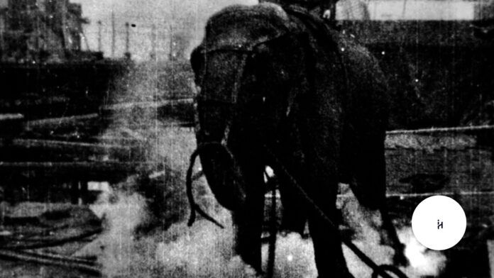 Elephant Edison Elephant Edison