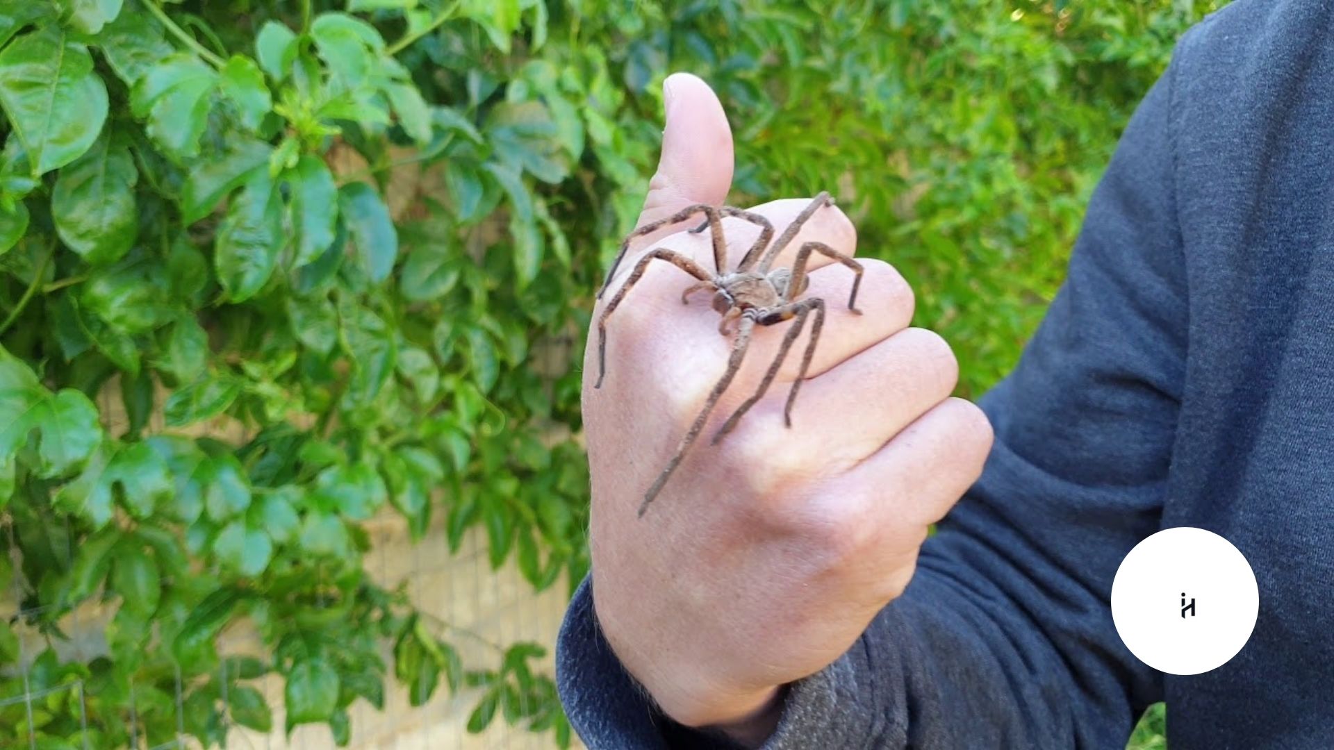 Spider Rain