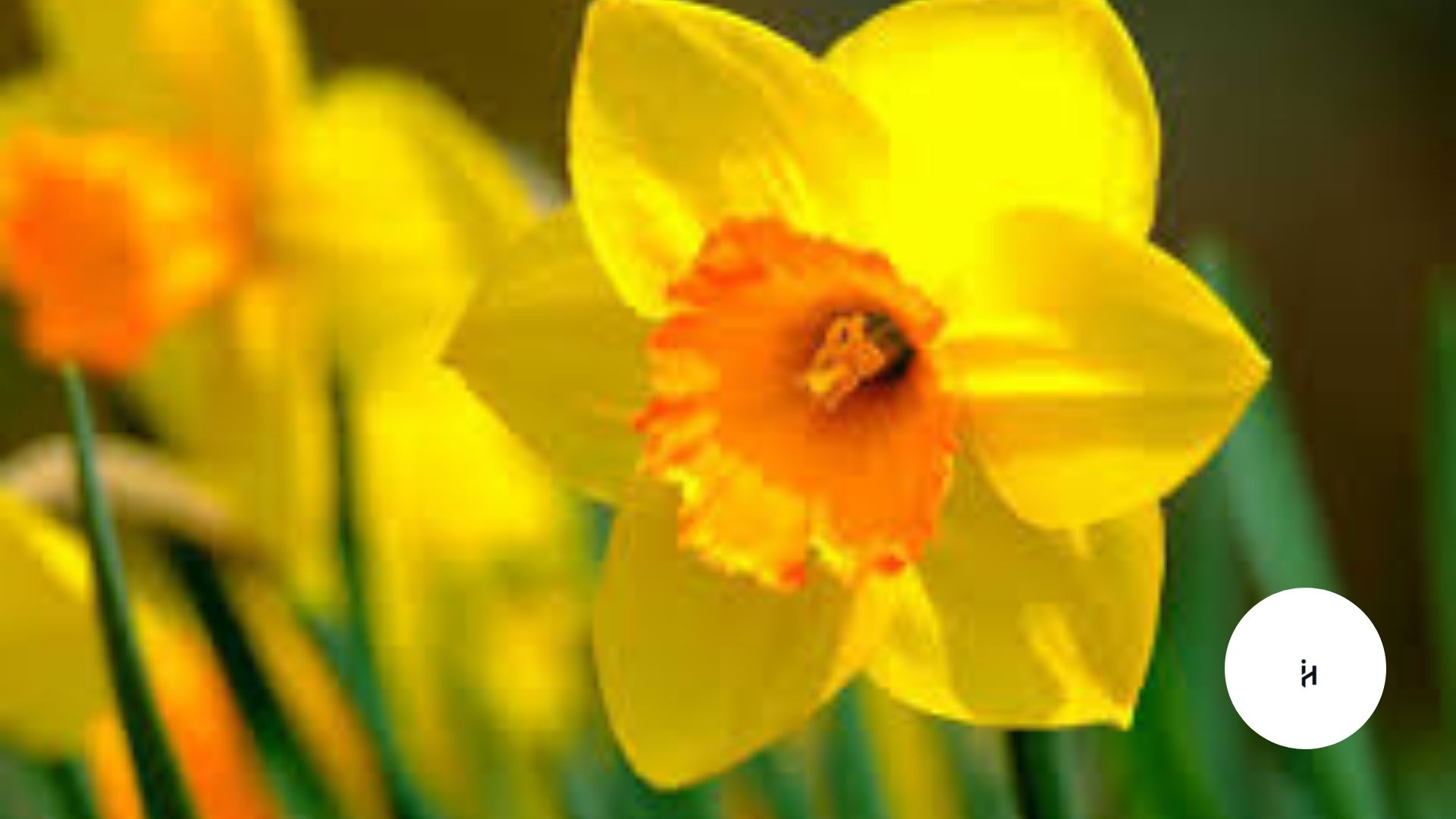 Narcissus