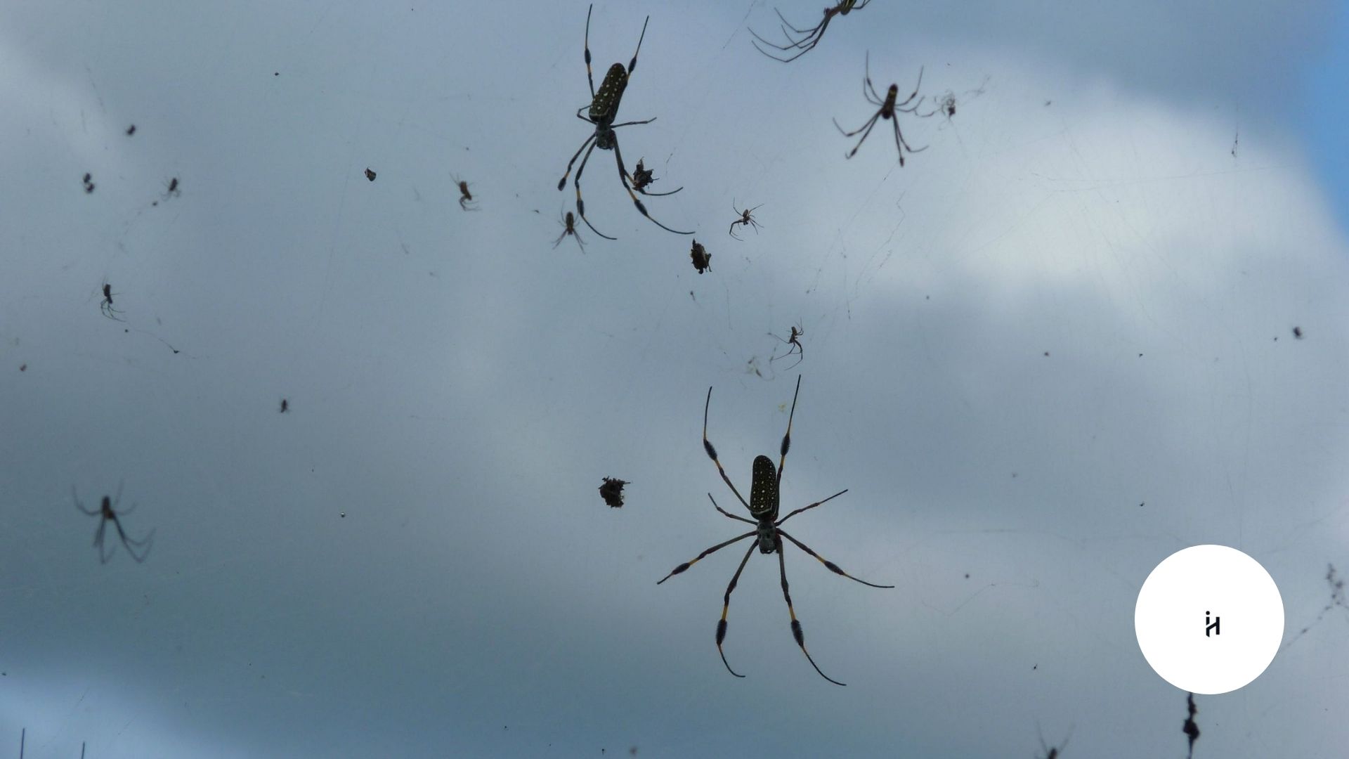 Spider Rain