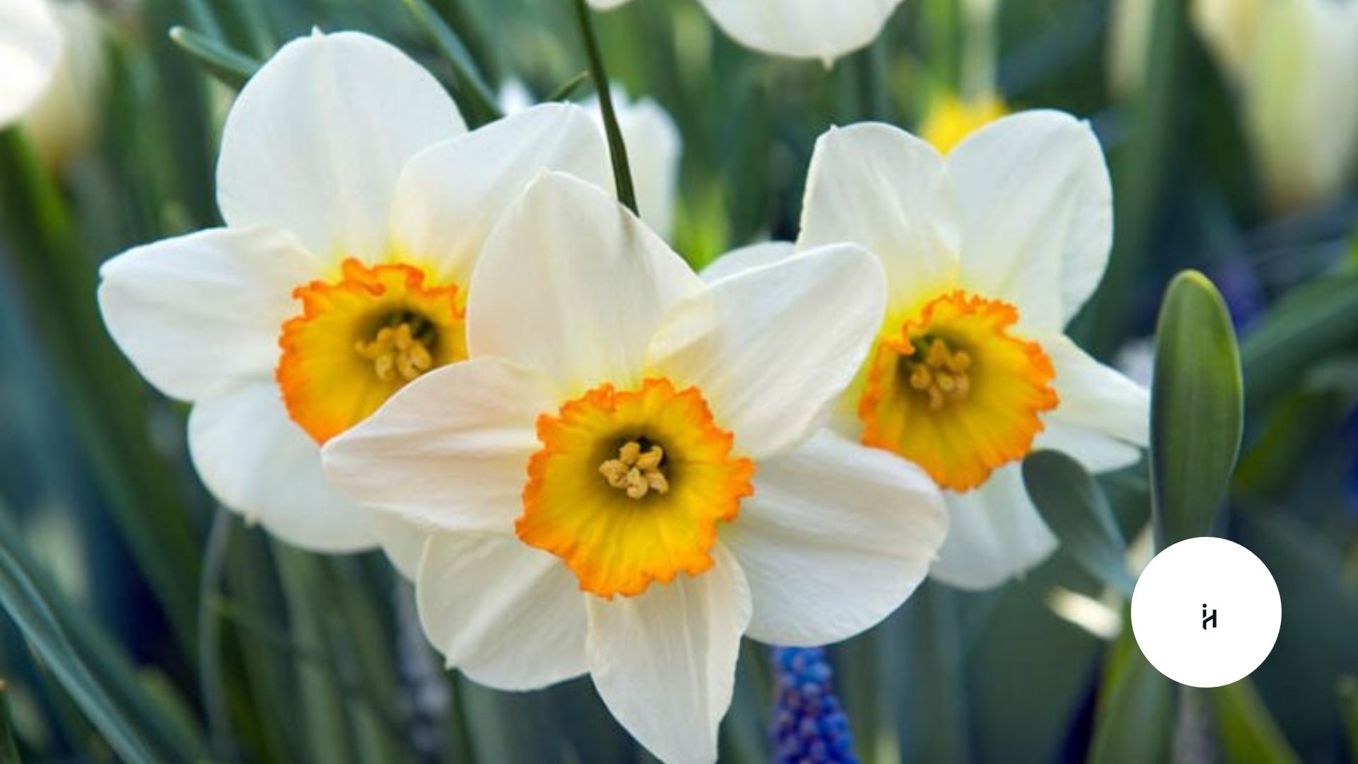 Narcissus
