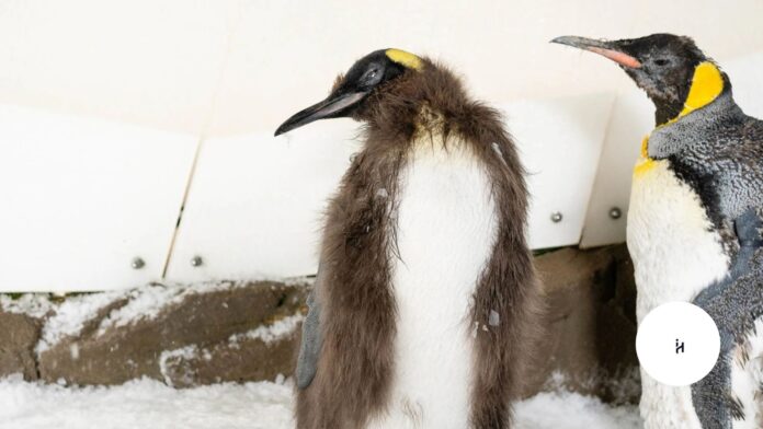 Pesto the Penguin