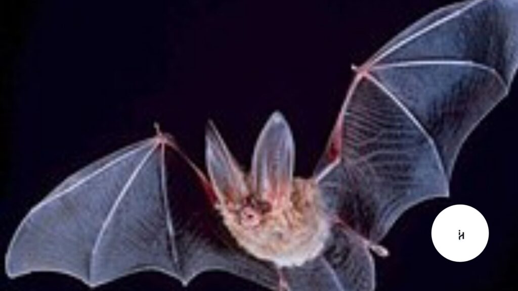 Alien Space Bats
