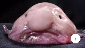 Blobfish: Nature’s Strangest Deep Sea Creature - imaginaryhistory.com